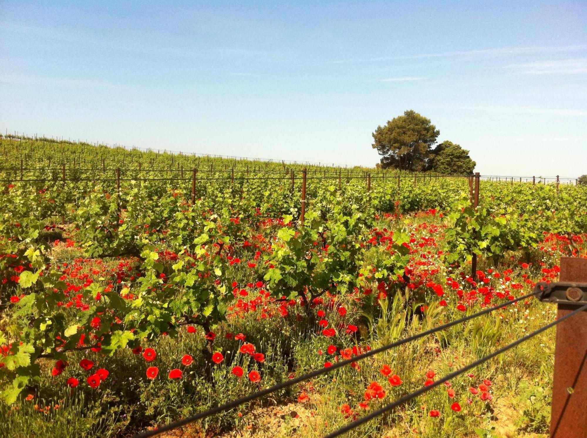 Maison De Margot Peyriac-Minervois Esterno foto